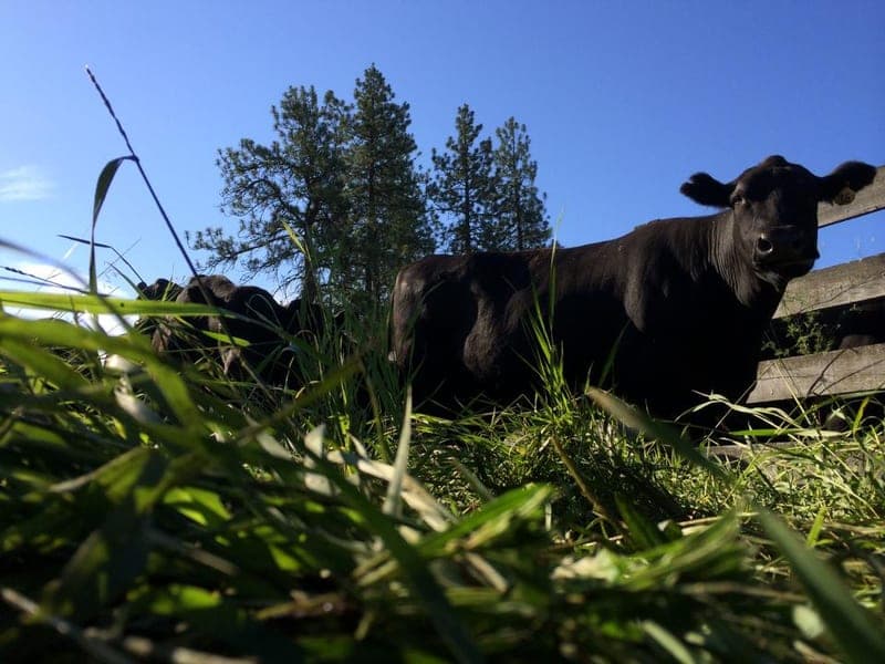 Lazy R Ranch — pasture-raised beef producer in Cheney, Washington