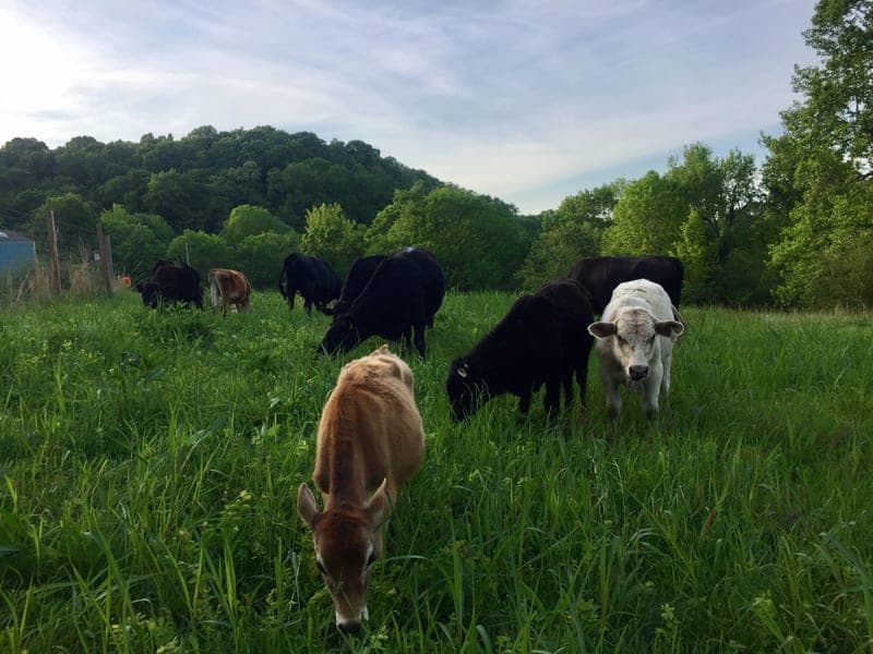Liberty Trace Farm — pasture-raised beef producer in Hampshire, Tennessee