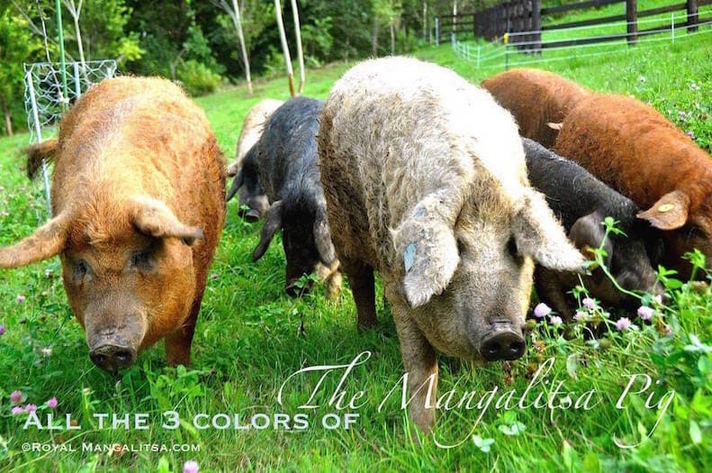 Linden Brook Farm LLC — pasture-raised beef in Christiana, PA