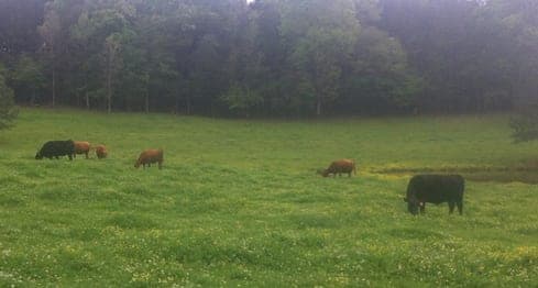 Livingston Springs Farm — pasture-raised beef in Flora, MS