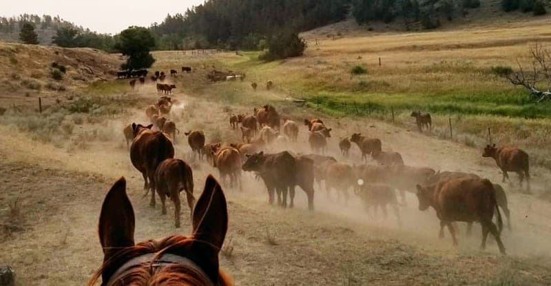 LOHOF Grass-Finished BEEF — pasture-raised beef in Otter, MT
