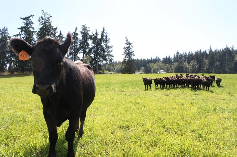 Long Family Farm — pasture-raised beef producer in Clinton, Washington