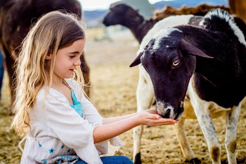 Long Shadow — pasture-raised beef producer in Berthoud, Colorado
