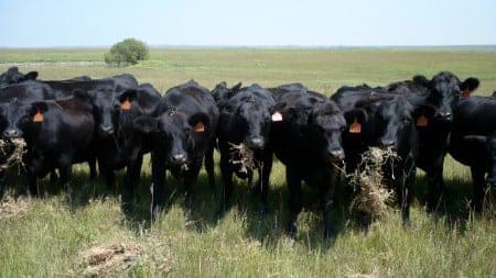 Lucky Star Farms — pasture-raised beef in Eureka, KS