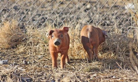 Malheur River Meats — pasture-raised beef in Vale, OR