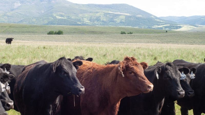 Mannix Family Grass-Finished Beef — pasture-raised beef in Helmville, MT