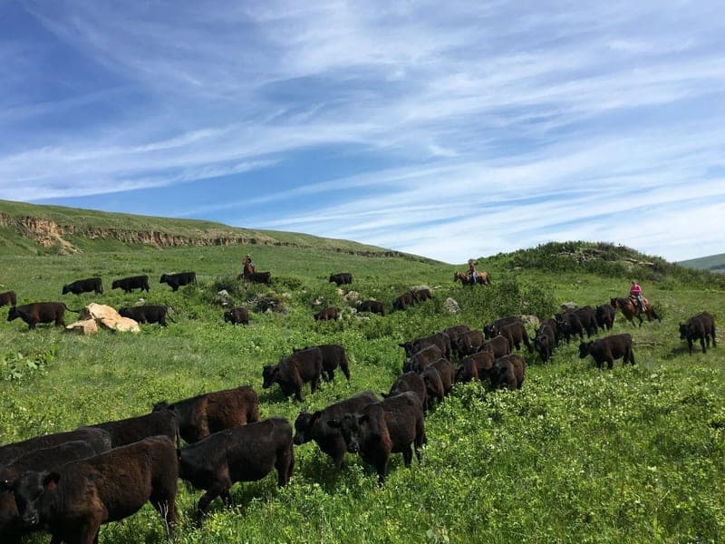 McKamey West — pasture-raised beef producer in Great Falls, Montana