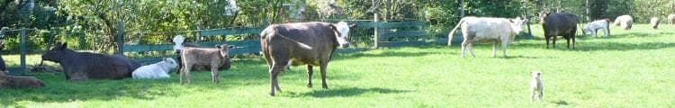 Meadow Harvest — pasture-raised beef producer in Nehalem, Oregon