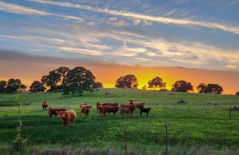 Meadow Oaks Ranch — pasture-raised beef producer in Cameron, North Carolina