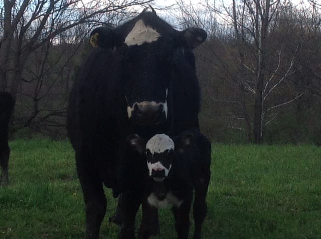 Melody Springs Farm — pasture-raised beef in Sharon Springs, NY