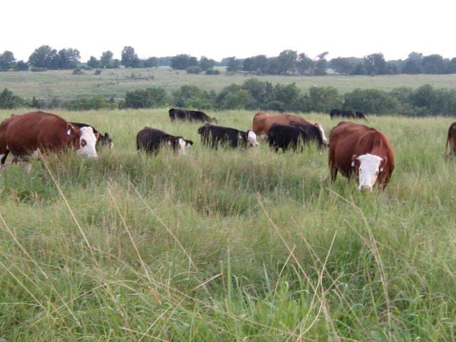 Mettenburg Farm — pasture-raised beef producer in Princeton, Kansas