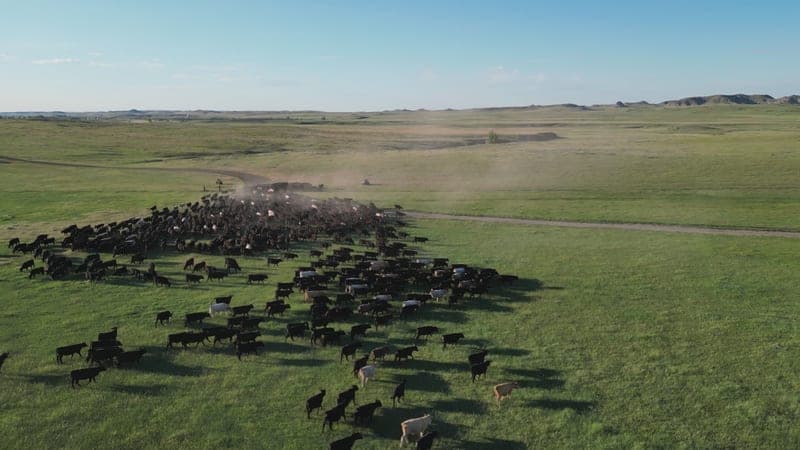 Montana Legacy — pasture-raised beef producer in Ekalaka, Montana