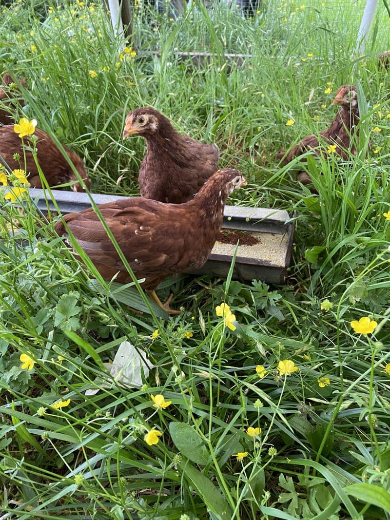 Mountain Meadows Farm — pasture-raised beef producer in Hatfield, Arkansas