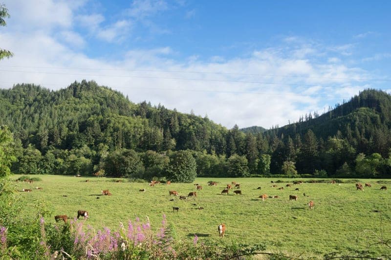 Nehalem River Ranch — pasture-raised beef producer in Washington