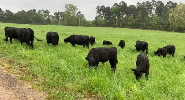New Dawn Farm — pasture-raised beef producer in Cove, Arkansas