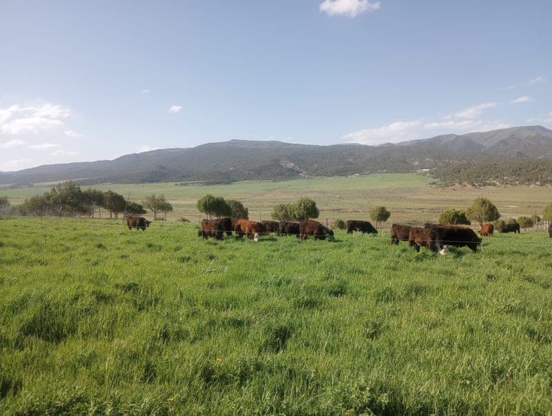 Nick & Amy's Farm — pasture-raised beef producer in New Castle, Colorado