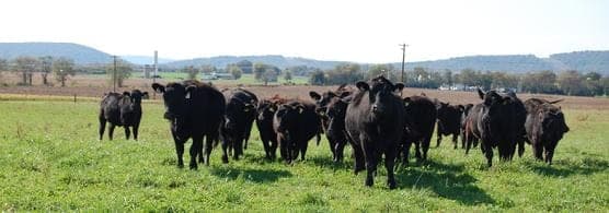 Nick's Organic Farm — pasture-raised beef producer in Potomac, Maryland
