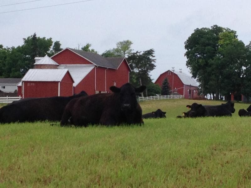 Oak Row Angus Cattle — pasture-raised beef producer in Ionia, Michigan