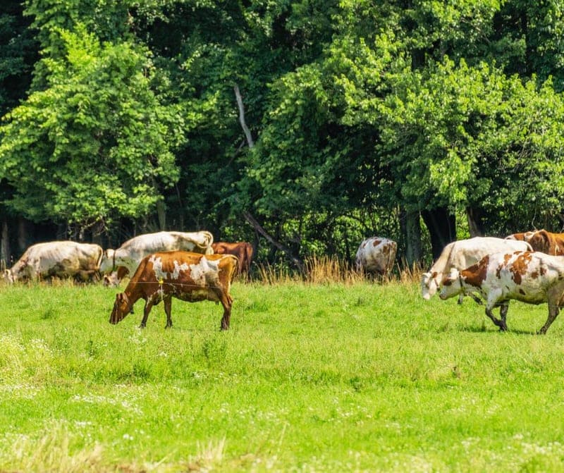 Oake Knoll Farms — pasture-raised beef producer in Foxboro, Massachusetts