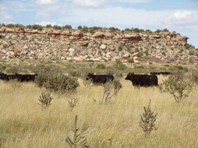 Ortiz Ranch — pasture-raised beef producer in Newkirk, New Mexico