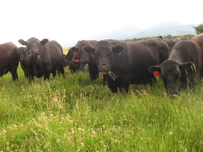 Oswald Cattle Co. — pasture-raised beef producer in Cotopaxi, Colorado