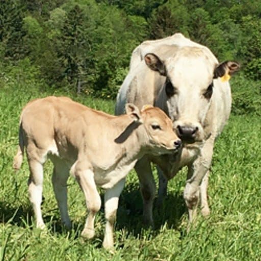 Otsquago Creek — pasture-raised beef in Jordanville, NY