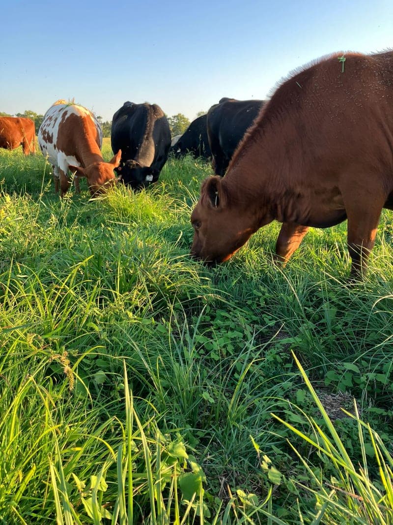 Ozark Pasture Beef — pasture-raised beef producer in Fayetteville, Arkansas
