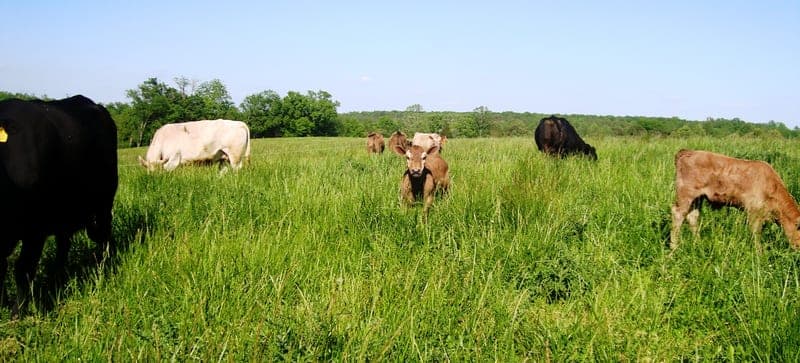 Pannill's Gate Farm — pasture-raised beef producer in Culpeper, Virginia