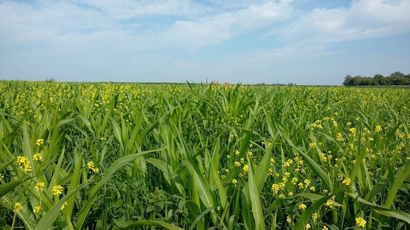 Pastures A' Plenty Co — pasture-raised beef in Kerkhoven, MN
