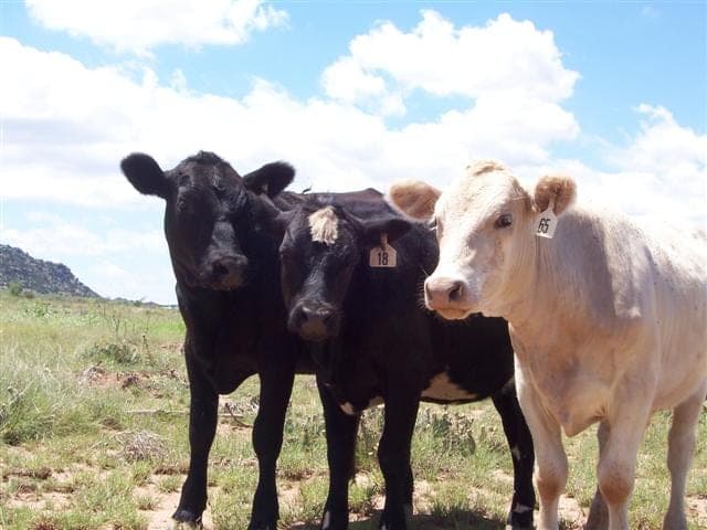 Pino Creek Ranch — pasture-raised beef producer in Newkirk, New Mexico