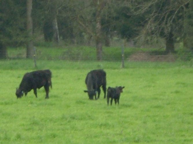 PnD Organic Beef — pasture-raised beef producer in Chehalis, Washington