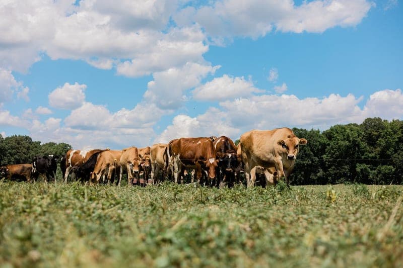 Powers Farm — pasture-raised beef producer in Townsend, Delaware