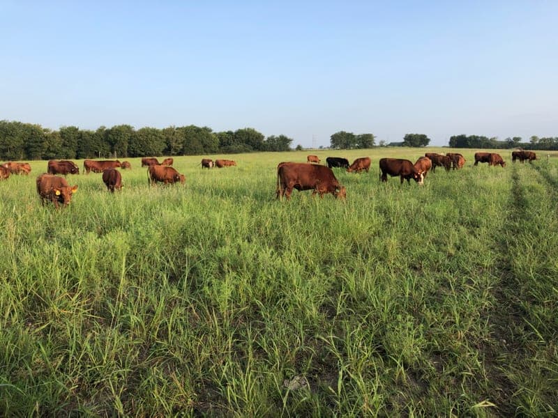 Prairie Farmstead — pasture-raised beef producer in Sherman, Texas