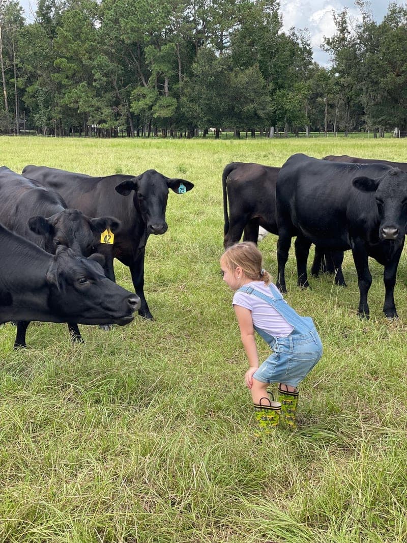 Price Creek Farm — pasture-raised beef producer in Lake City, Florida