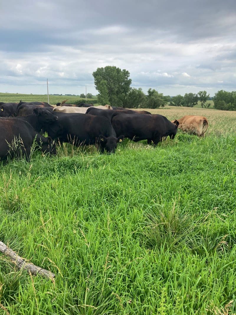 Prime Grass Farm — pasture-raised beef producer in Bern, Kansas
