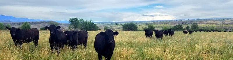 Princess Beef — pasture-raised beef producer in Hotchkiss, Colorado