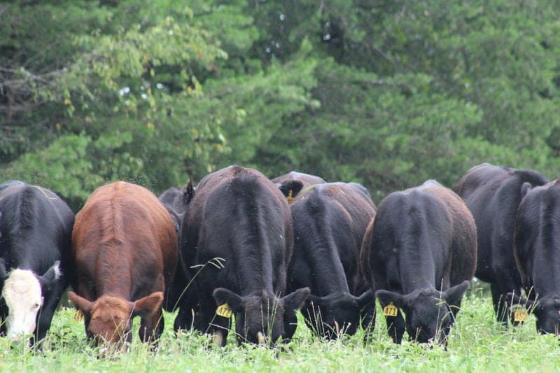Proffitt Family Cattle Co — pasture-raised beef in Kings Mountain, NC