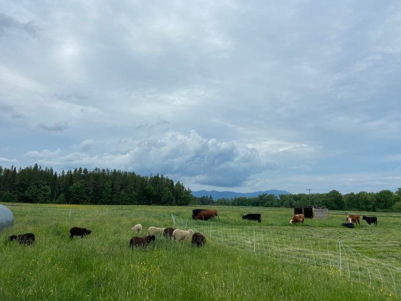 Prospect Farm — pasture-raised beef producer in Lunenburg, Vermont