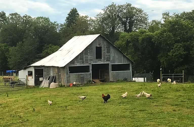 Prospect Ridge Farms, Inc — pasture-raised beef in Prospect, TN