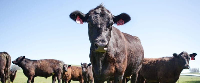 Rafter W Ranch, LLC — pasture-raised beef producer in Simla, Colorado