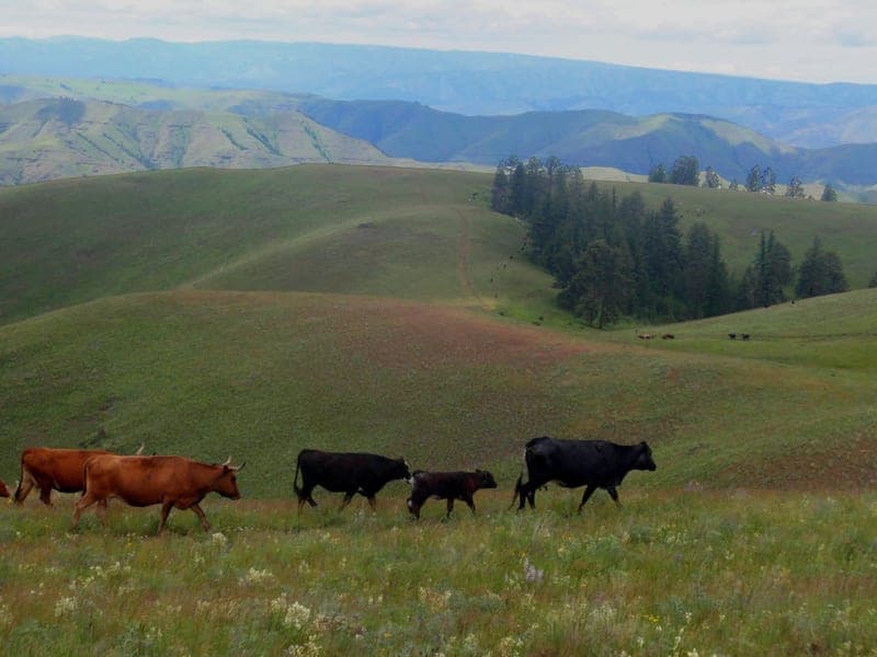 Ramsden Ranch Mountain Beef — pasture-raised beef producer in Enterprise, Oregon