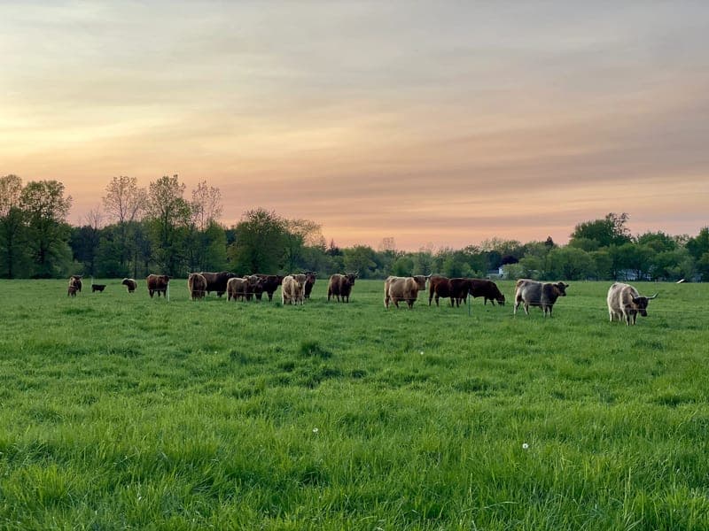 Red Leg Farms LLC — pasture-raised beef in Montrose, MI