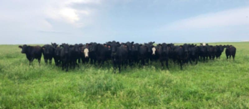 Redger Farms — pasture-raised beef producer in Plains, Kansas