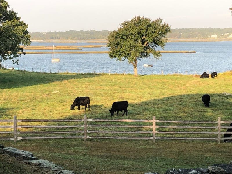 River Rock Farm — pasture-raised beef producer in South Westport, Massachusetts