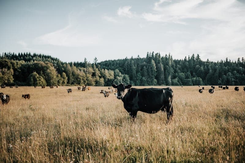 Riverbend Ranch — pasture-raised beef producer in Tenino, Washington