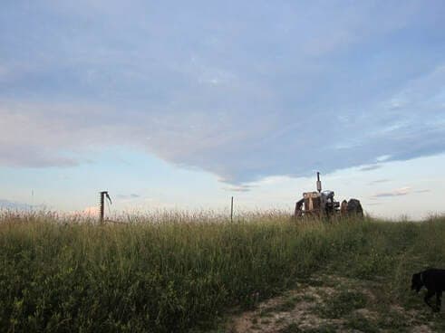 Roach Family Farm — pasture-raised beef in Vevay, IN