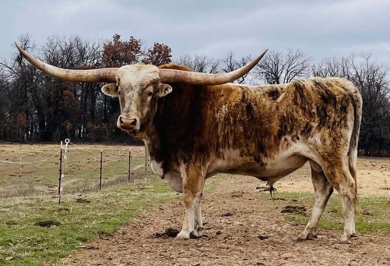 RVR Longhorns — pasture-raised beef producer in Crescent, Oklahoma