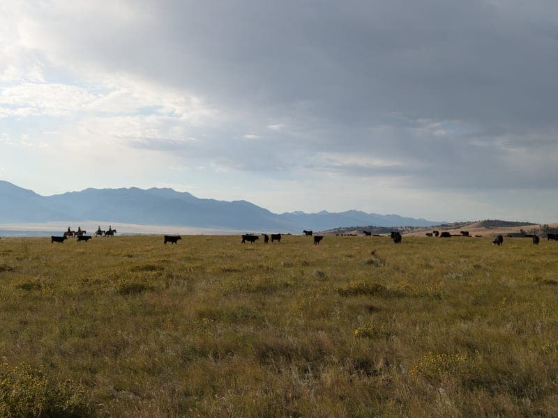 Sacred Pine Ranch — pasture-raised beef producer in Madison County, Montana