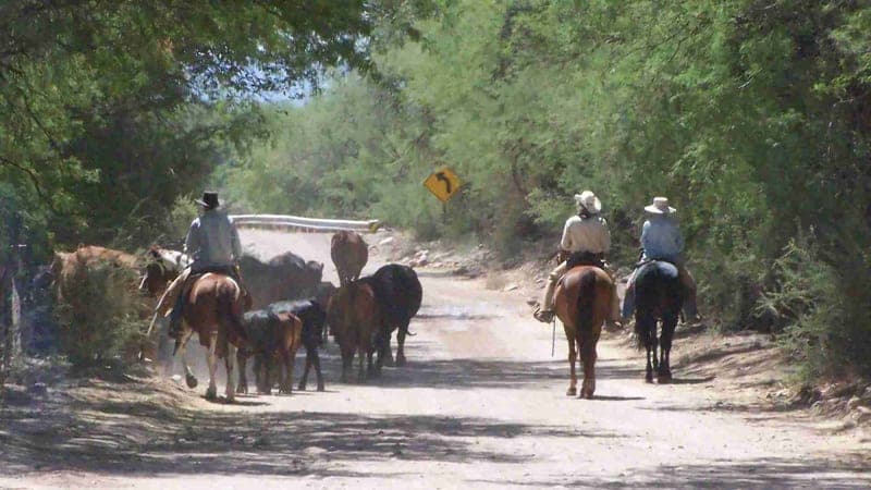 Saguaro Juniper — pasture-raised beef producer in Cascabel, Arizona