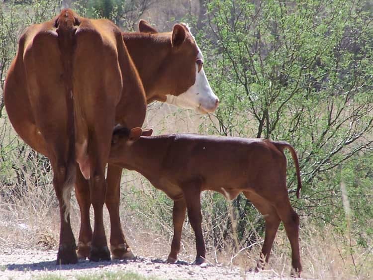 Saguaro Juniper Natural Beef — pasture-raised beef producer in Tucson, Arizona